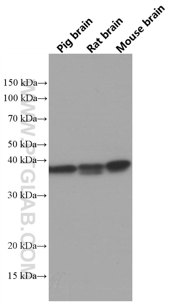 Western Blot (WB) analysis of pig brain tissue using TOMM40 Monoclonal antibody (66658-1-Ig)