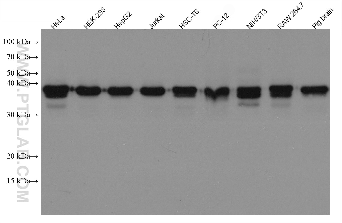 Western Blot (WB) analysis of various lysates using TOMM40 Monoclonal antibody (66658-1-Ig)