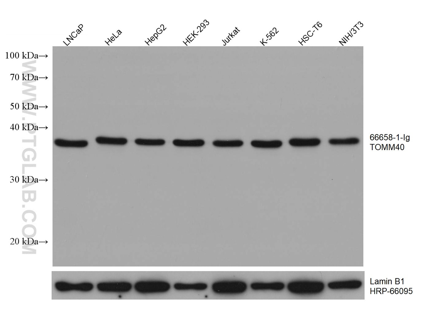 Western Blot (WB) analysis of various lysates using TOMM40 Monoclonal antibody (66658-1-Ig)