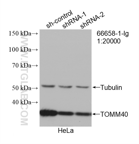 Western Blot (WB) analysis of HeLa cells using TOMM40 Monoclonal antibody (66658-1-Ig)