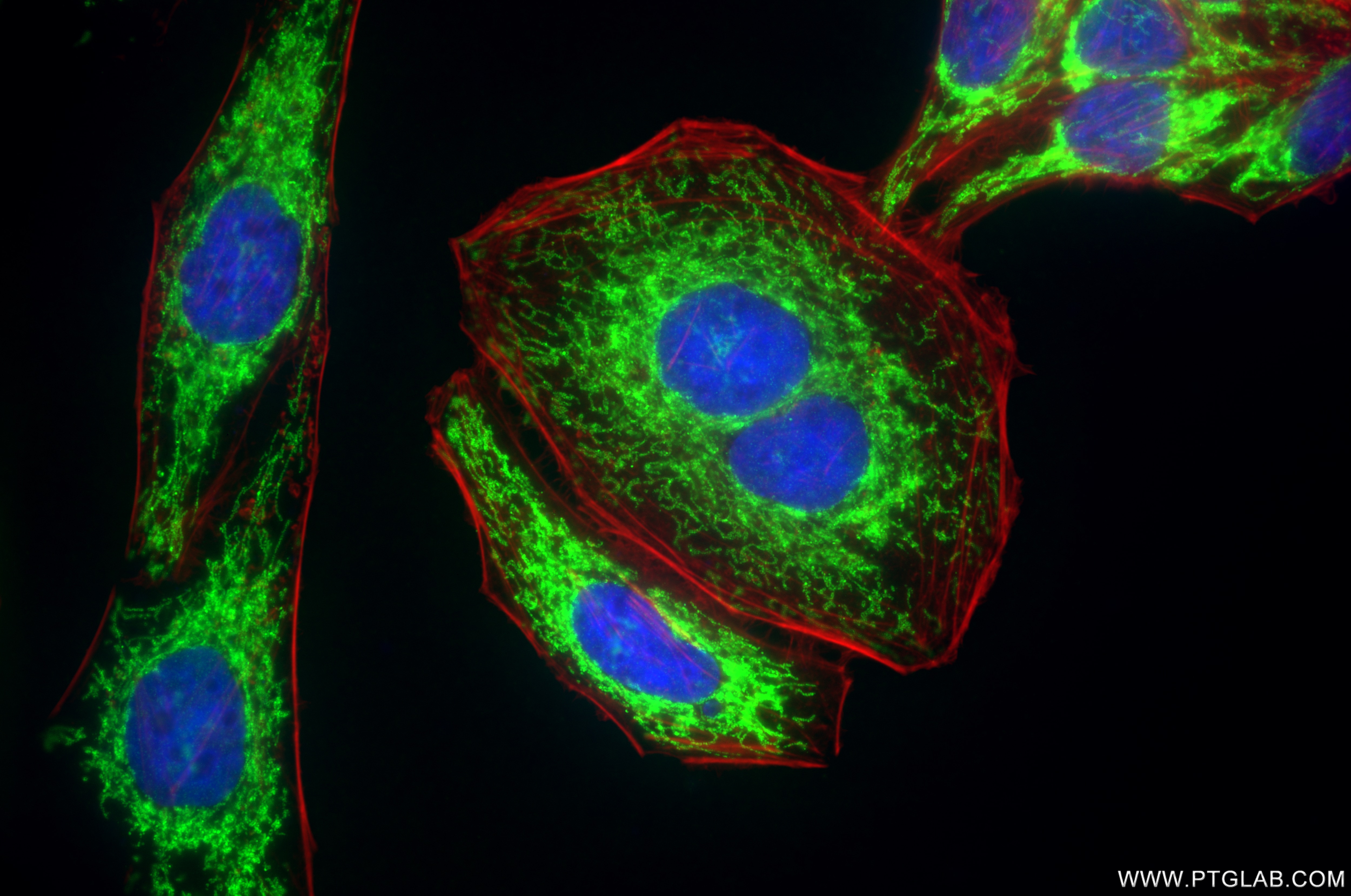 Immunofluorescence (IF) / fluorescent staining of HepG2 cells using TOMM40 Recombinant antibody (85773-4-RR)