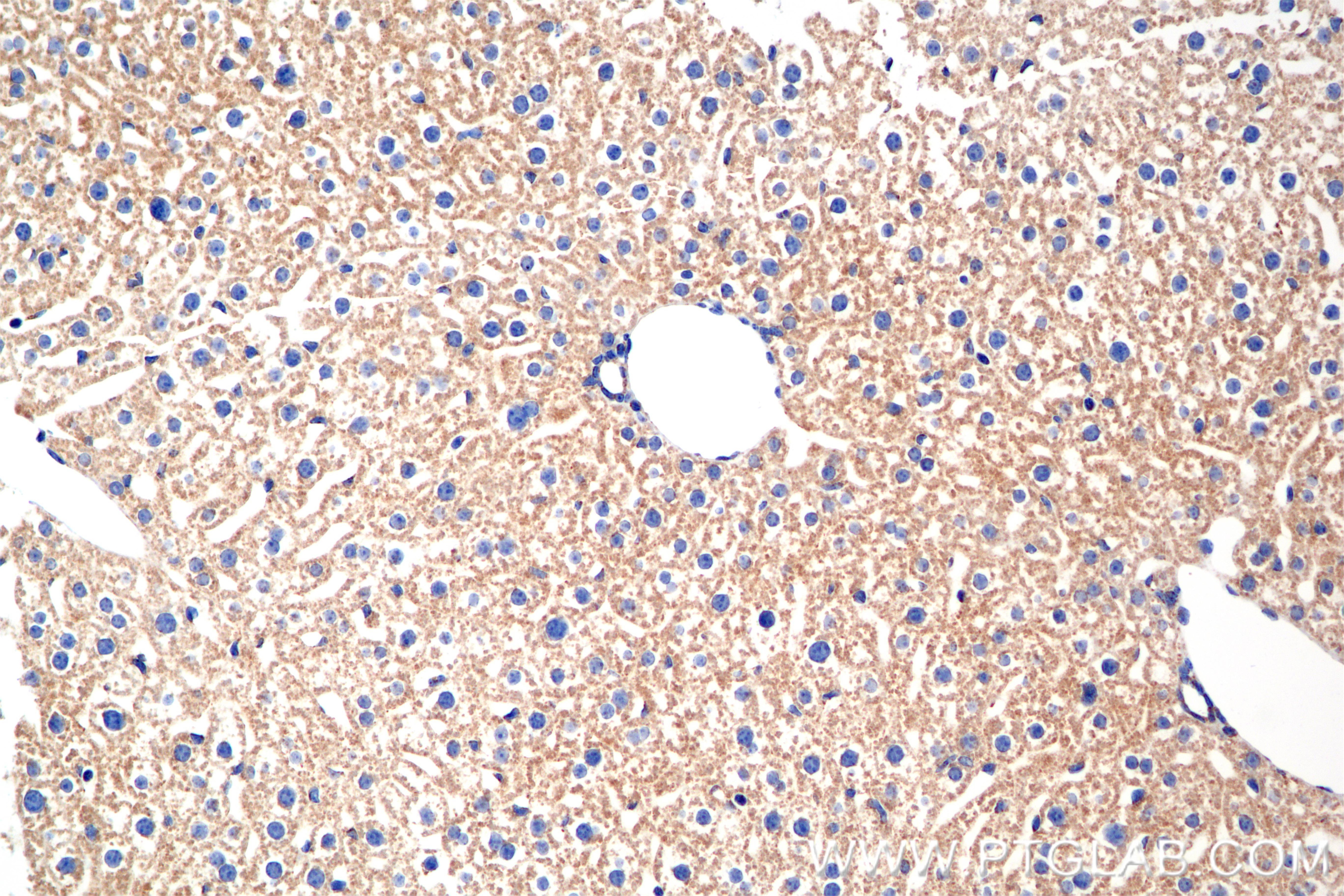 Immunohistochemical analysis of paraffin-embedded mouse liver tissue slide using 85773-4-RR (TOMM40 antibody) at dilution of 1:1000 (under 20x lens). Heat mediated antigen retrieval with Tris-EDTA buffer (pH 9.0). Immunohistochemistry (IHC) staining of mouse liver tissue using TOMM40 Recombinant monoclonal antibody (85773-4-RR)