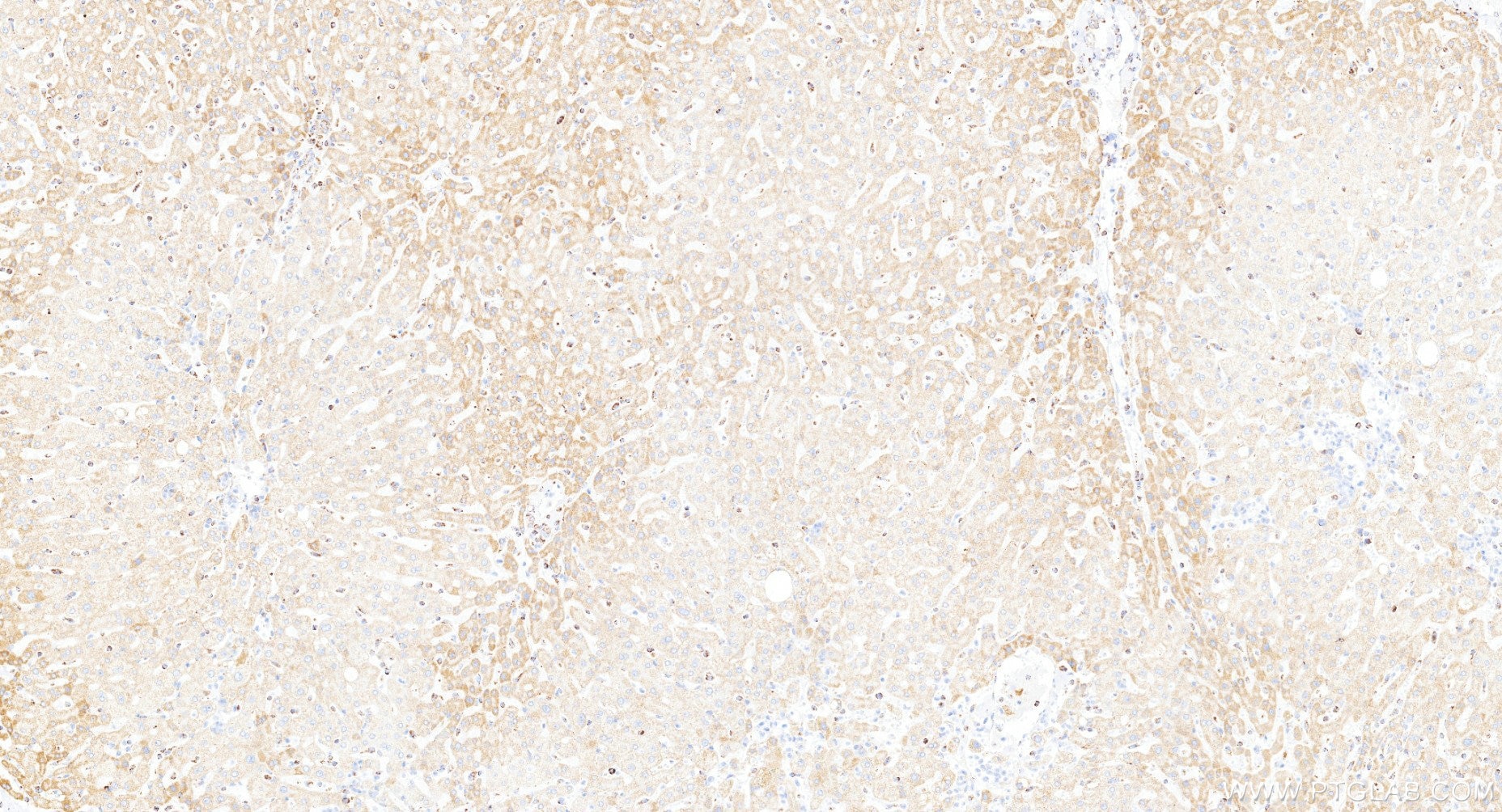 Immunohistochemistry (IHC) staining of human liver tissue using TOMM40 Recombinant monoclonal antibody (85773-4-RR)