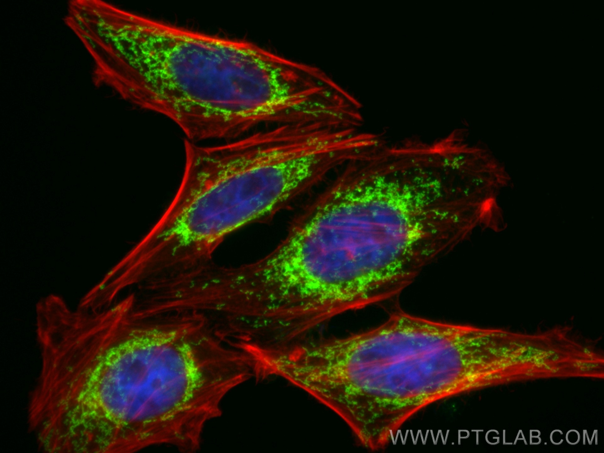 Immunofluorescence (IF) / fluorescent staining of HepG2 cells using CoraLite® Plus 488-conjugated TOMM40 Polyclonal an (CL488-18409)