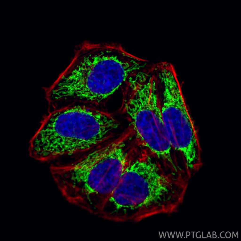 IF Staining of HepG2 using CL488-18409 Immunofluorescence (IF) / fluorescent staining of HepG2 cells using CoraLite® Plus 488-conjugated TOMM40 Polyclonal an (CL488-18409)