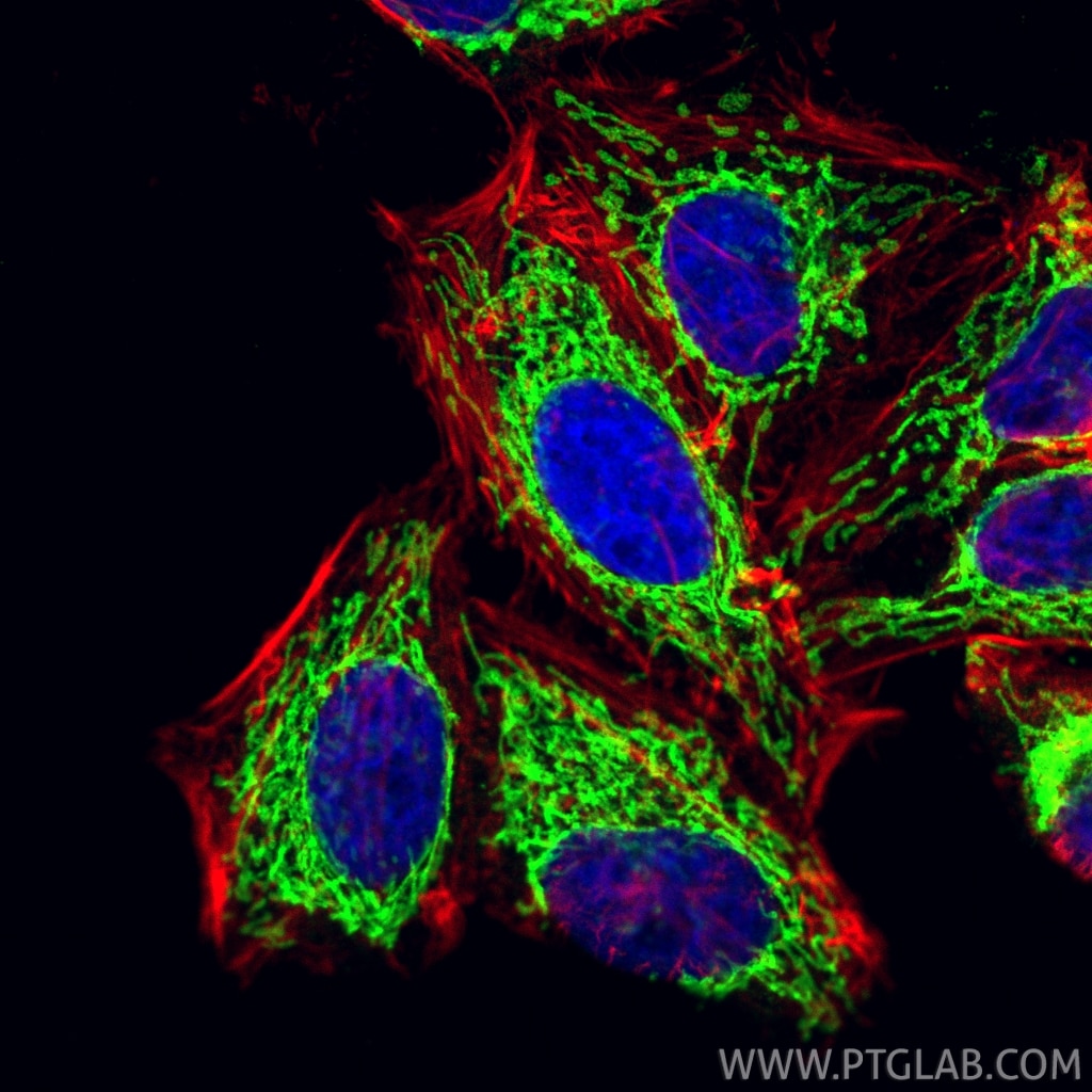 Immunofluorescence (IF) / fluorescent staining of HepG2 cells using CoraLite® Plus 488-conjugated TOMM40 Recombinant m (CL488-85773-4)