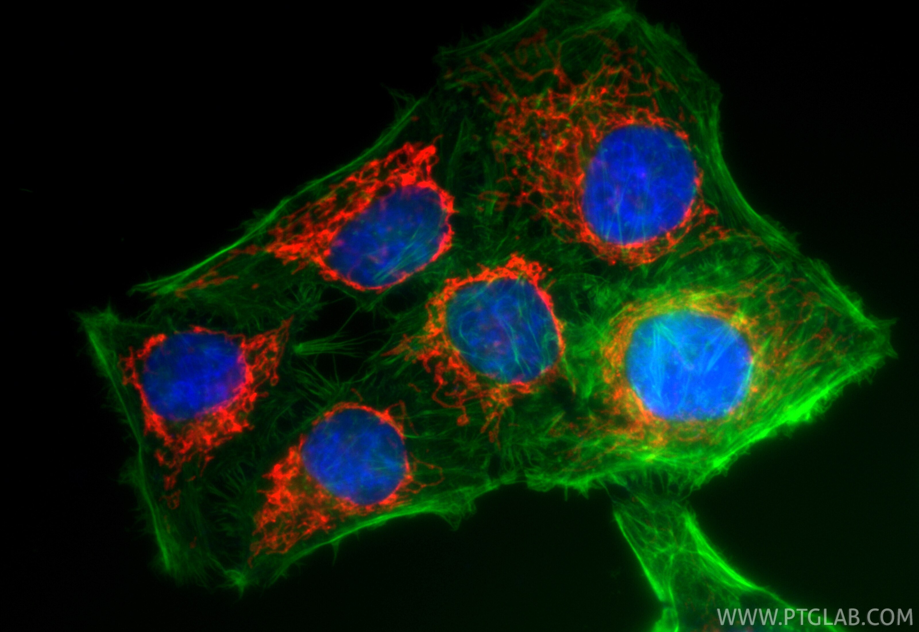 Immunofluorescence (IF) / fluorescent staining of HepG2 cells using CoraLite®594-conjugated TOMM40 Recombinant antibod (CL594-85773-4)