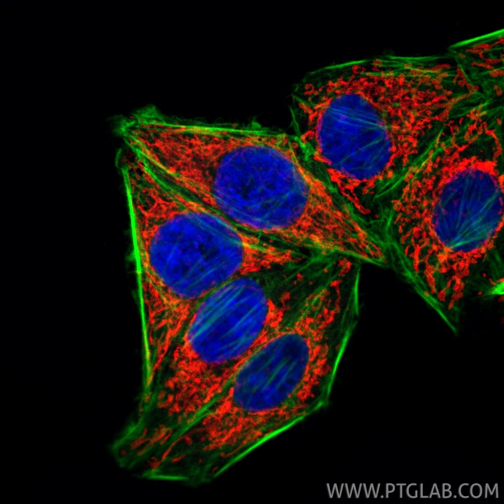 IF Staining of HepG2 using CL594-85773-4 Immunofluorescence (IF) / fluorescent staining of HepG2 cells using CoraLite®594-conjugated TOMM40 Recombinant monoclo (CL594-85773-4)