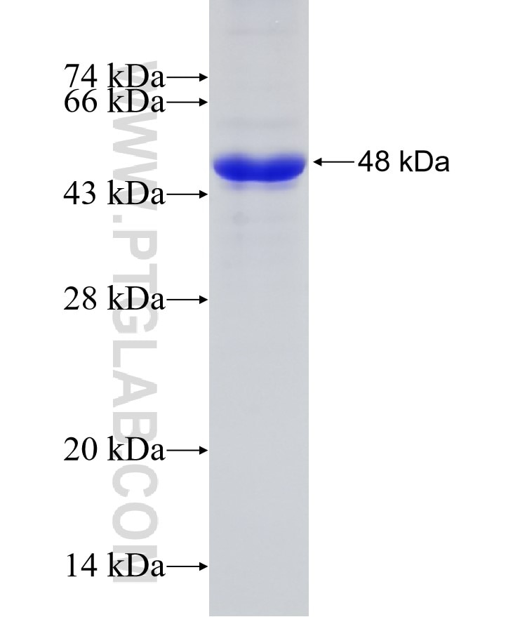 TOMM40 fusion protein Ag13065 SDS-PAGE
