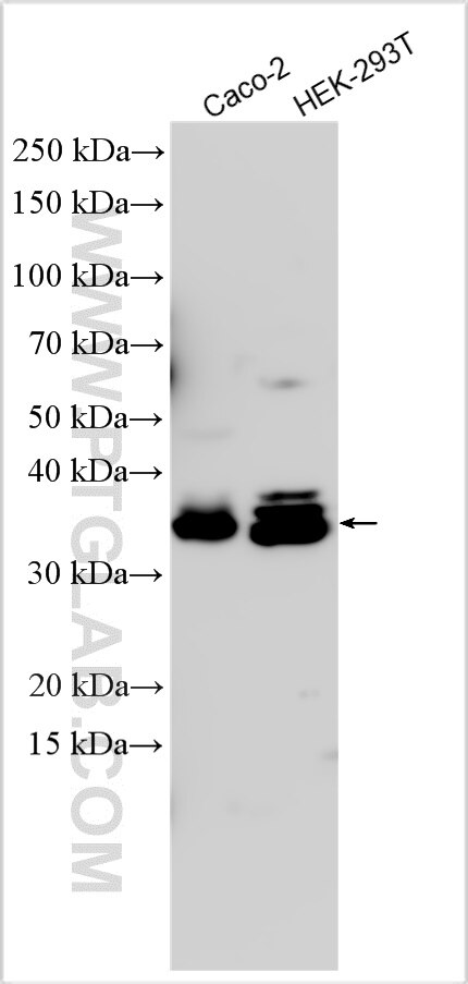 Western Blot (WB) analysis of various lysates using TOMM40L Polyclonal antibody (16385-1-AP)