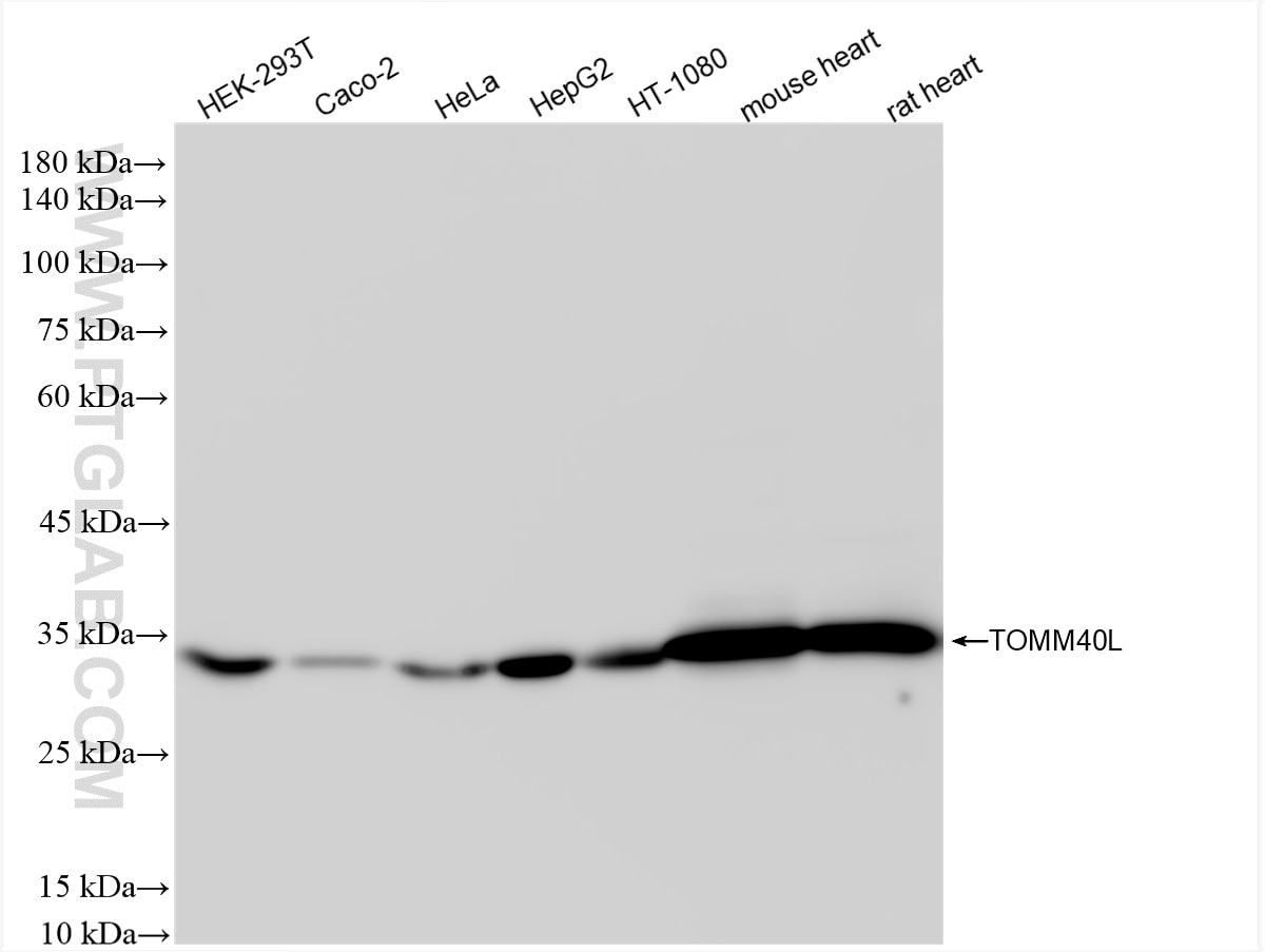 Western Blot (WB) analysis of various lysates using TOMM40L Recombinant monoclonal antibody (86943-1-RR)