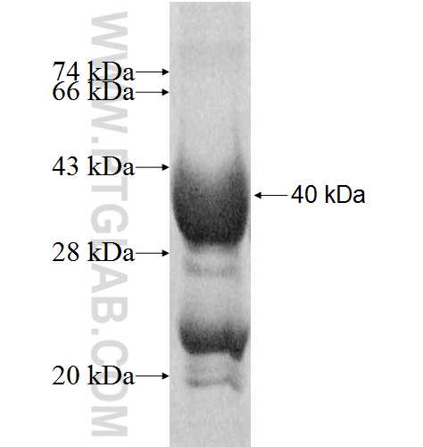 TOMM40L fusion protein Ag9416 SDS-PAGE