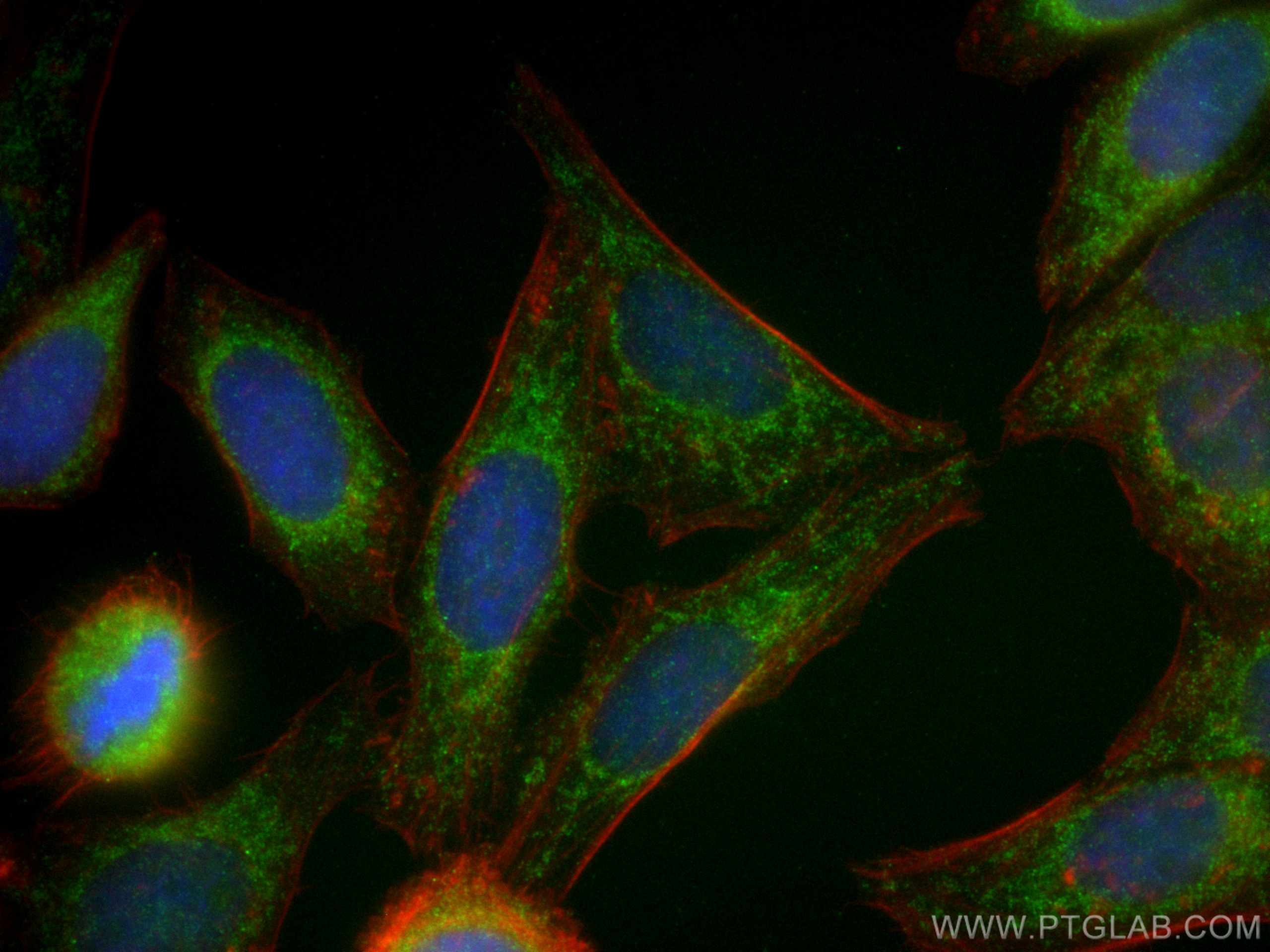 Immunofluorescence (IF) / fluorescent staining of HepG2 cells using TOMM5 Polyclonal antibody (25607-1-AP)