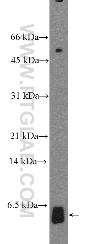 Western Blot (WB) analysis of HepG2 cells using TOMM5 Polyclonal antibody (25607-1-AP)