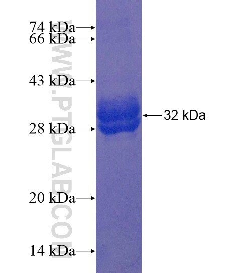 TOMM5 fusion protein Ag22275 SDS-PAGE