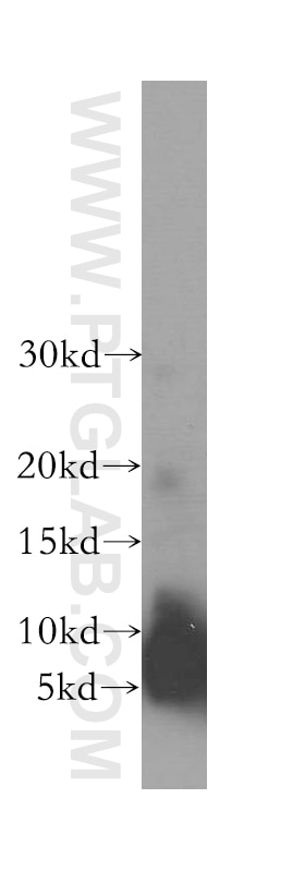 Western Blot (WB) analysis of MCF-7 cells using TOMM6 Polyclonal antibody (16689-1-AP)