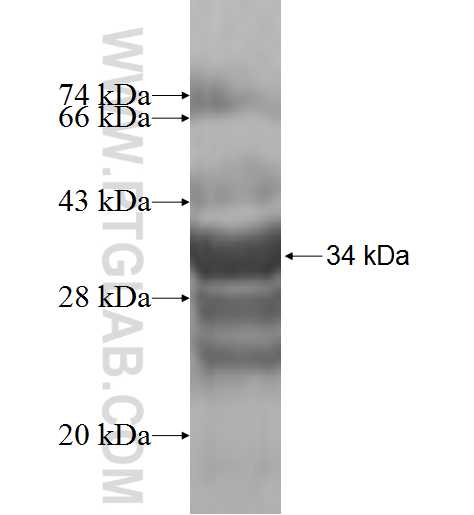 TOMM6 fusion protein Ag10037 SDS-PAGE