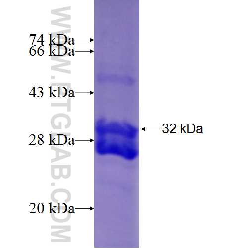 TOMM7 fusion protein Ag7105 SDS-PAGE
