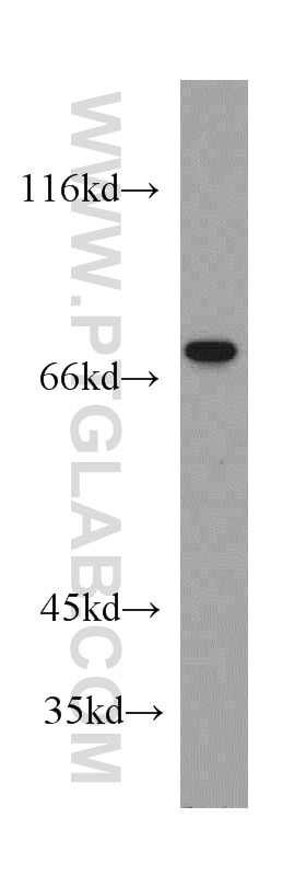 TOP1 Polyclonal antibody