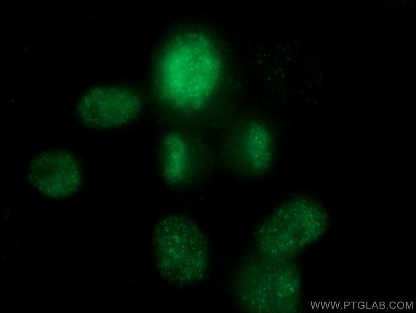 Immunofluorescence (IF) / fluorescent staining of HepG2 cells using TOP2A Monoclonal antibody (66541-1-Ig)