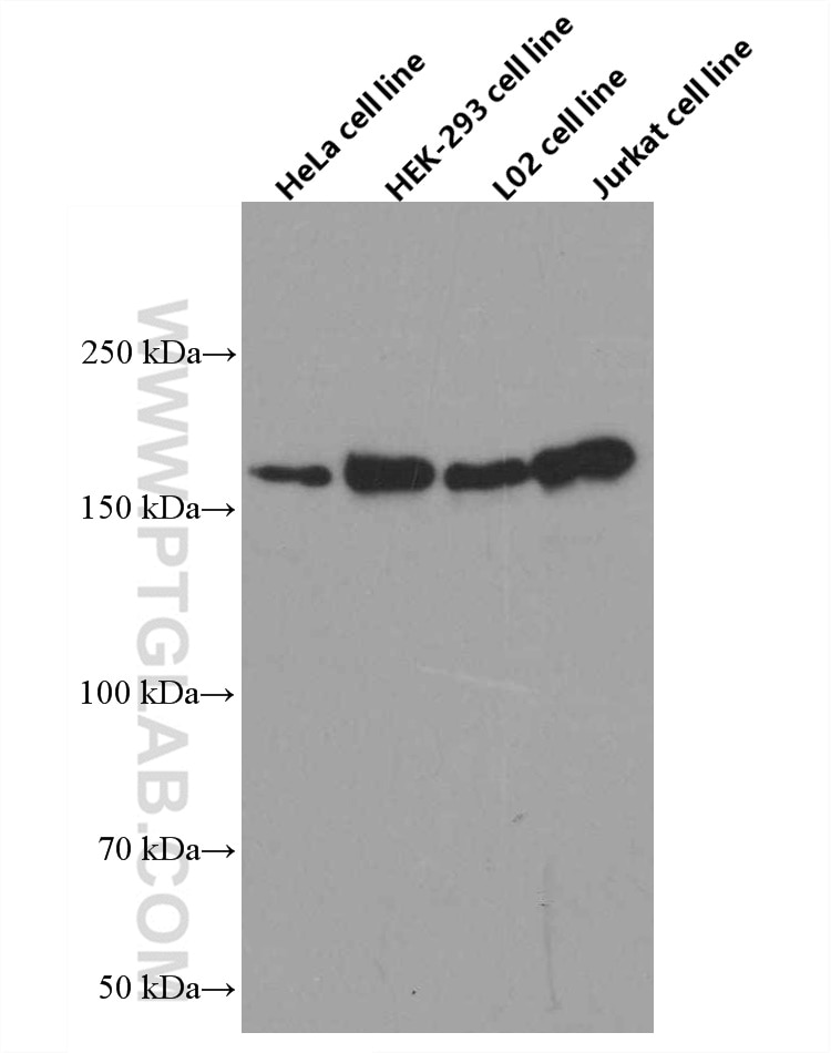 Western Blot (WB) analysis of various lysates using TOP2A Monoclonal antibody (66541-1-Ig)