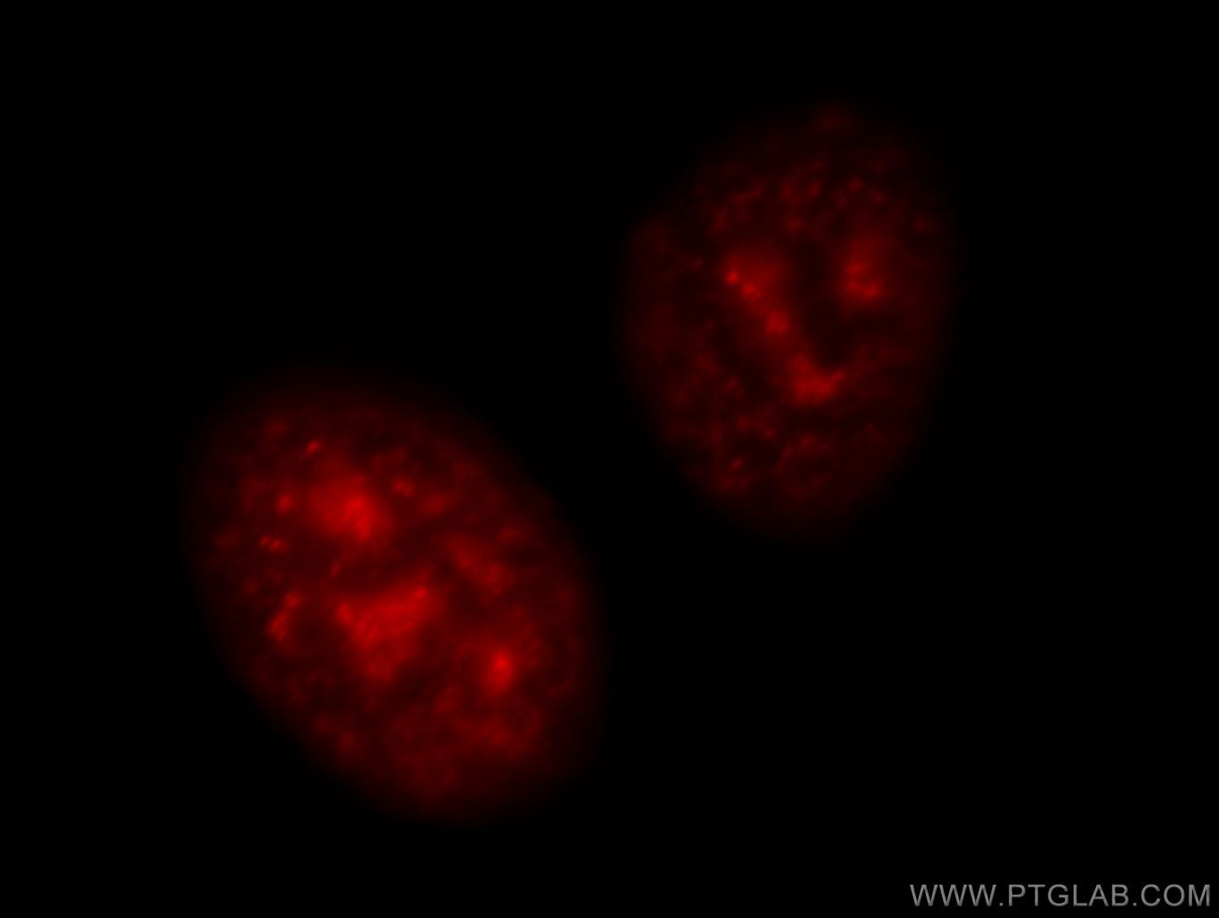 Immunofluorescence (IF) / fluorescent staining of HepG2 cells using TOP2A-Specific Polyclonal antibody (20233-1-AP)