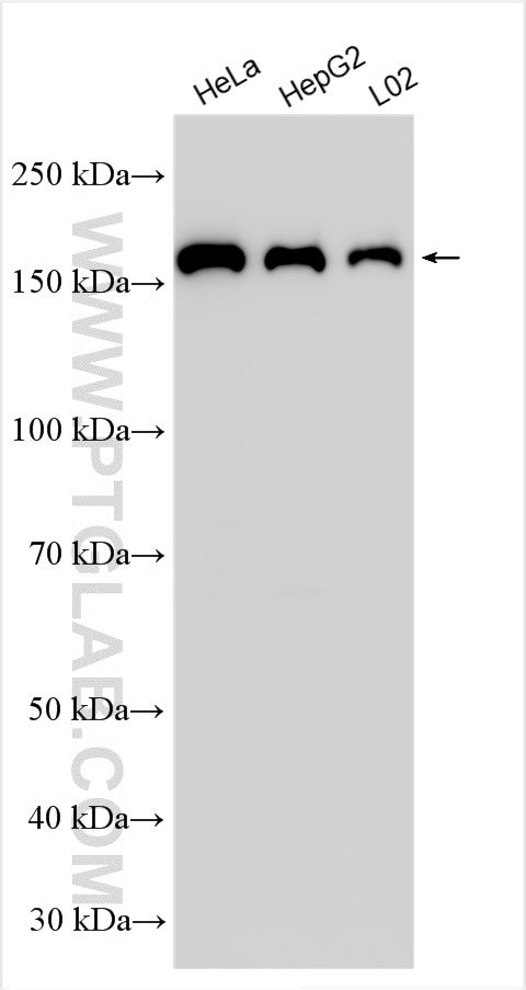 WB analysis using 20233-1-AP