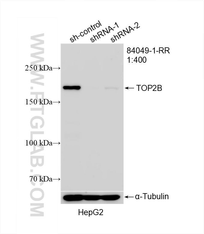Western Blot (WB) analysis of HepG2 cells using TOP2B Recombinant antibody (84049-1-RR)