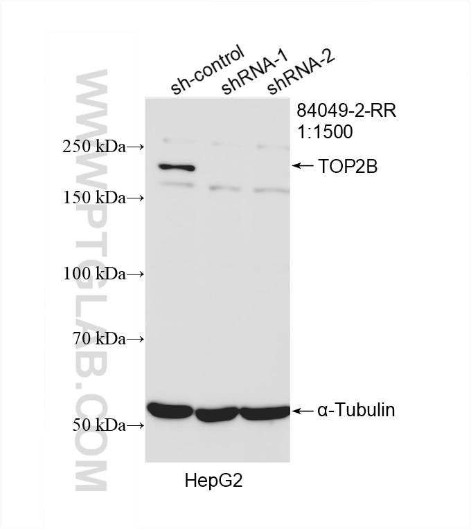 Western Blot (WB) analysis of HepG2 cells using TOP2B Recombinant antibody (84049-2-RR)