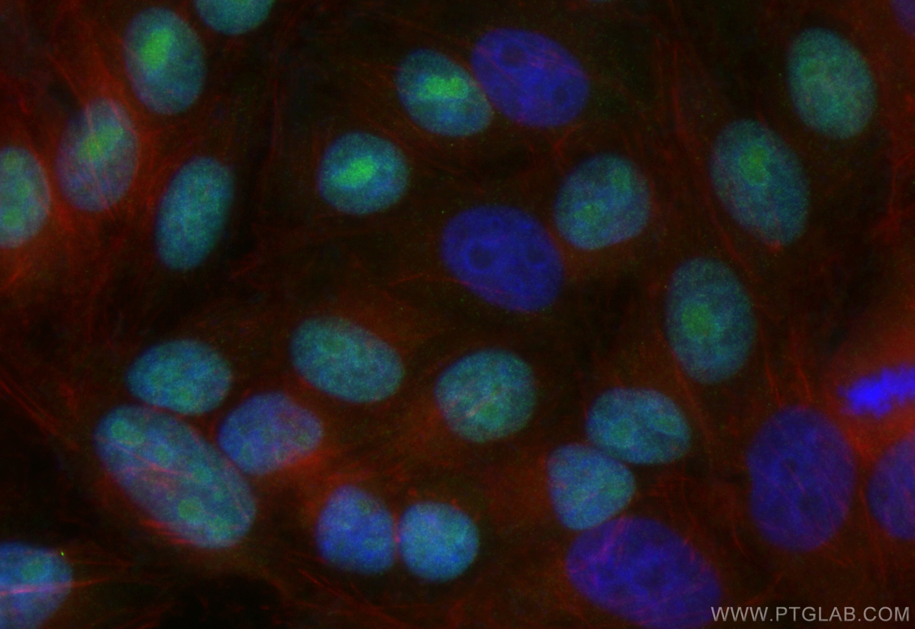 Immunofluorescence (IF) / fluorescent staining of HepG2 cells using CoraLite® Plus 488-conjugated TOP2B Recombinant an (CL488-84049)