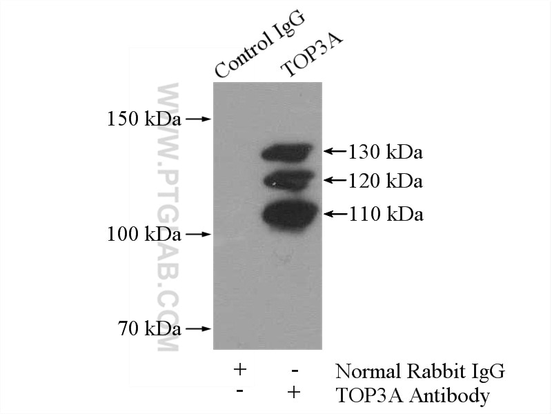 Immunoprecipitation (IP) experiment of K-562 cells using TOP3A Polyclonal antibody (14525-1-AP)