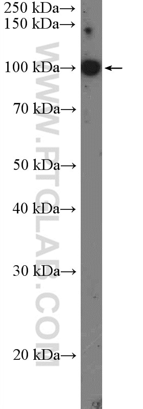 Western Blot (WB) analysis of HL-60 cells using TOP3A Polyclonal antibody (14525-1-AP)