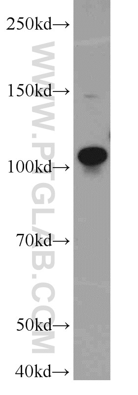 Western Blot (WB) analysis of K-562 cells using TOP3A Polyclonal antibody (14525-1-AP)