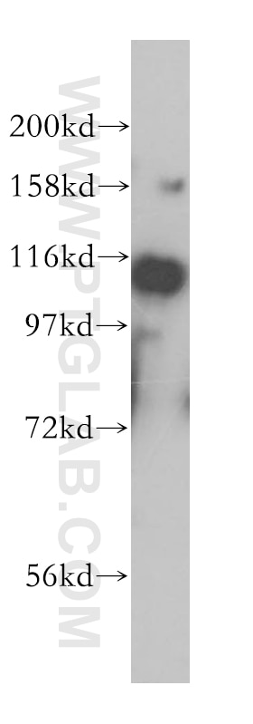 Western Blot (WB) analysis of K-562 cells using TOP3A Polyclonal antibody (14525-1-AP)