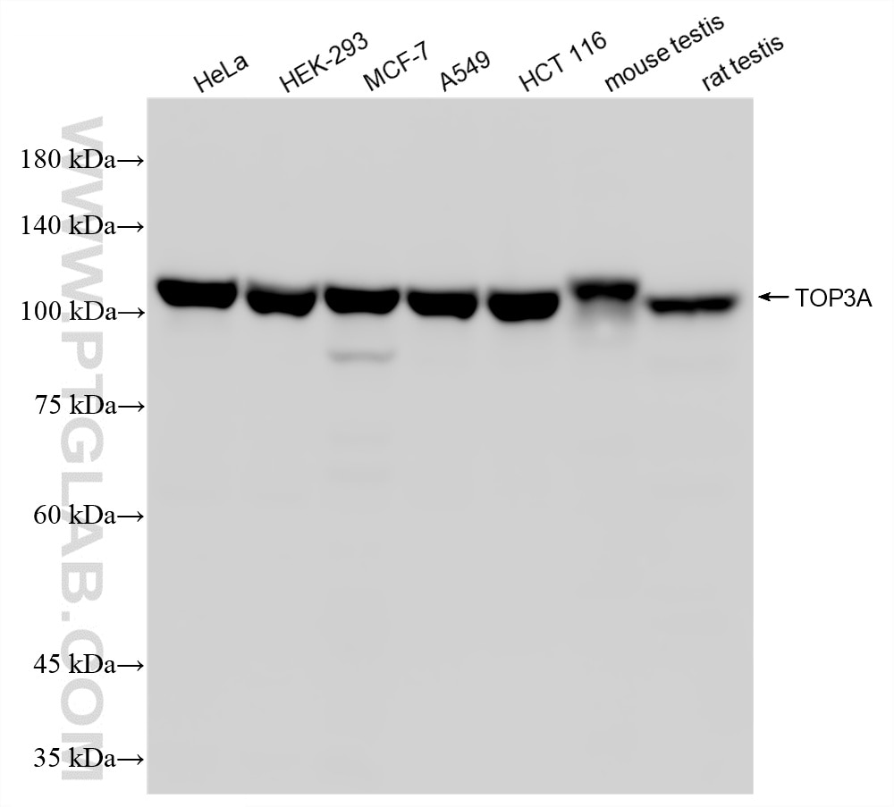Western Blot (WB) analysis of various lysates using TOP3A Recombinant monoclonal antibody (87558-1-RR)