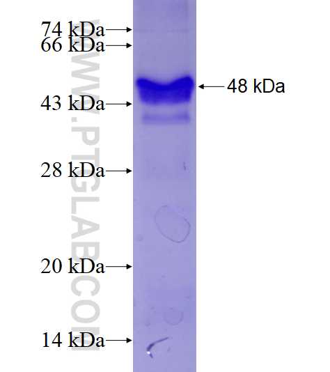 TOP3A fusion protein Ag6010 SDS-PAGE