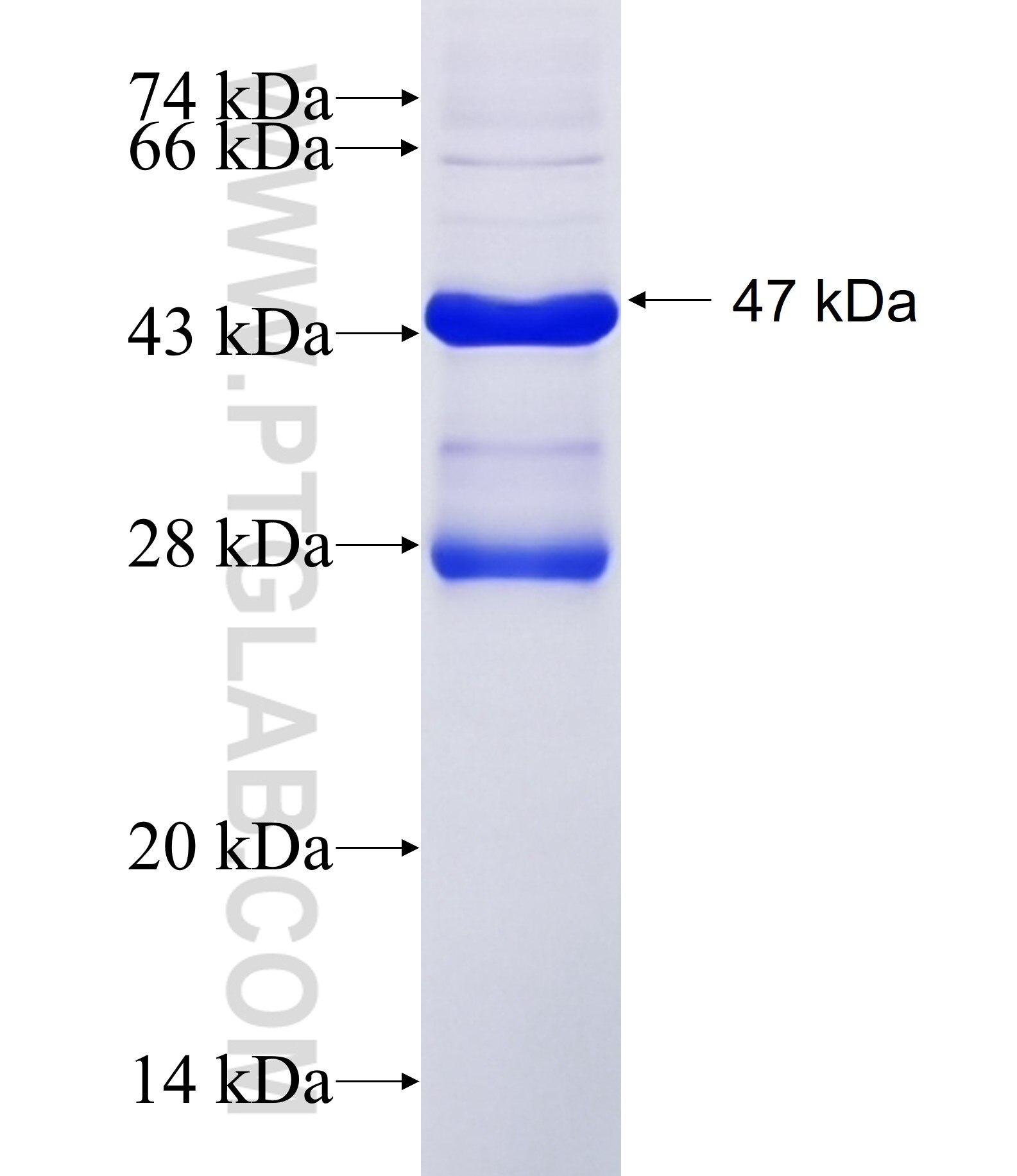 TOP3B fusion protein Ag14115 SDS-PAGE