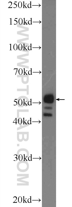 Western Blot (WB) analysis of mouse liver tissue using Torsin A Polyclonal antibody (10296-1-AP)
