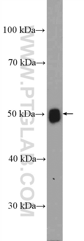 Western Blot (WB) analysis of rat brain tissue using Torsin A Polyclonal antibody (10296-1-AP)