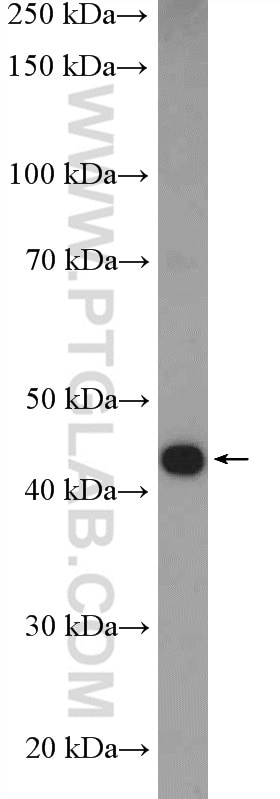 Western Blot (WB) analysis of mouse brain tissue using Torsin A Polyclonal antibody (10296-1-AP)