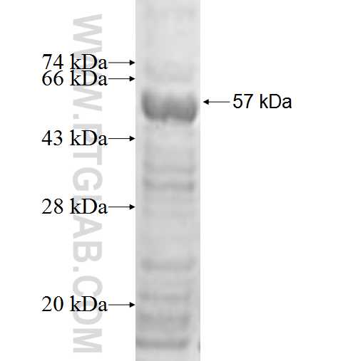 TOR1A fusion protein Ag0358 SDS-PAGE