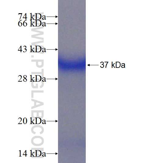 TOR1A fusion protein Ag21442 SDS-PAGE