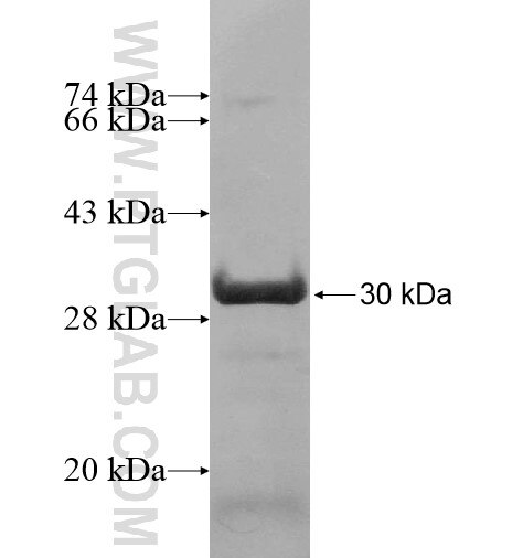 TOR1AIP1 fusion protein Ag14823 SDS-PAGE