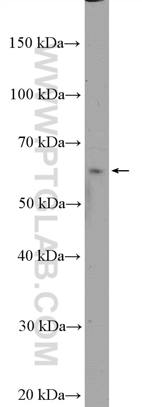 Western Blot (WB) analysis of HepG2 cells using TOR1AIP2 Polyclonal antibody (24769-1-AP)