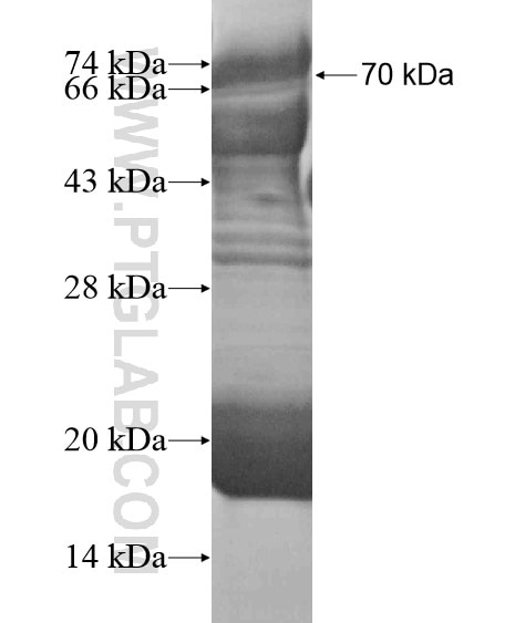 TOR1AIP2 fusion protein Ag20126 SDS-PAGE