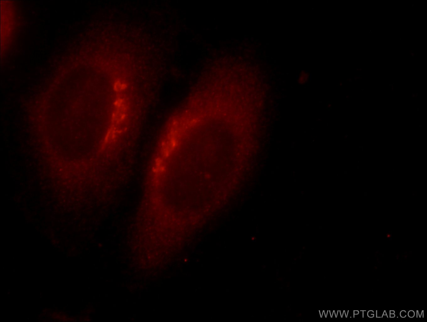 Immunofluorescence (IF) / fluorescent staining of HepG2 cells using TOR2A Polyclonal antibody (19511-1-AP)