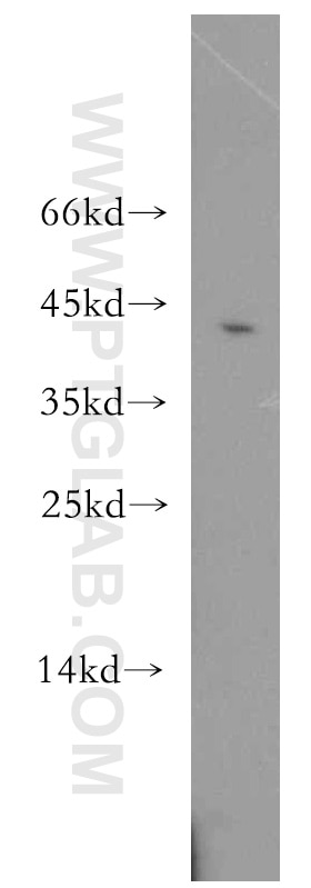 Western Blot (WB) analysis of mouse liver tissue using TOR2A Polyclonal antibody (19511-1-AP)