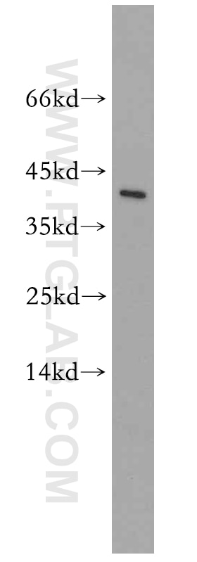Western Blot (WB) analysis of mouse brain tissue using TOR2A Polyclonal antibody (19511-1-AP)