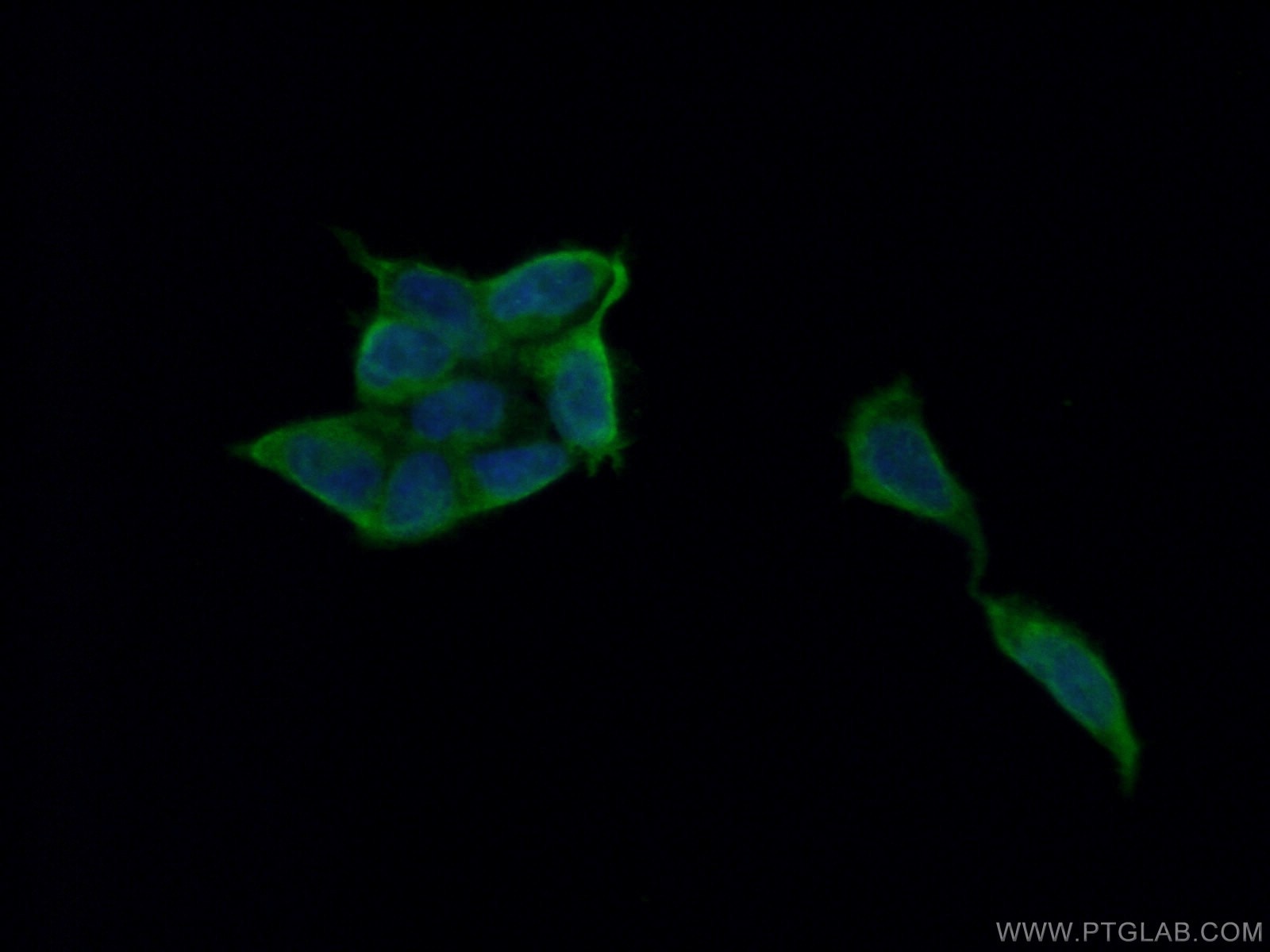 Immunofluorescence (IF) / fluorescent staining of HEK-293 cells using TOR3A Polyclonal antibody (10647-1-AP)
