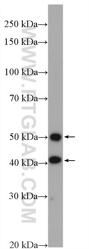 Western Blot (WB) analysis of HEK-293 cells using TOR3A Polyclonal antibody (10647-1-AP)